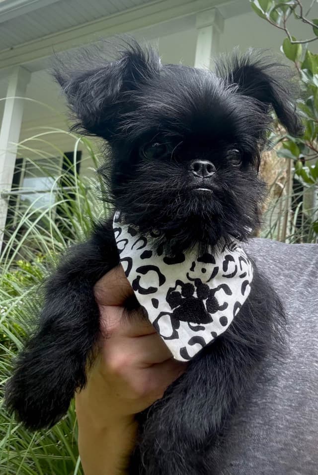 Brussels Griffon Puppy media 3