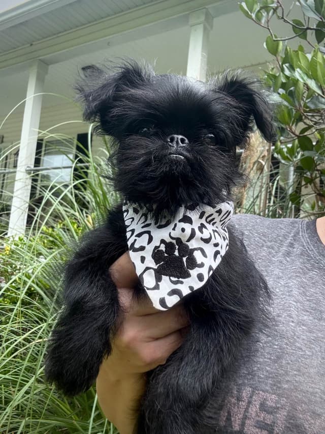 Brussels Griffon Puppy media 4