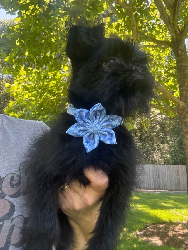 Brussels Griffon Puppy media 5