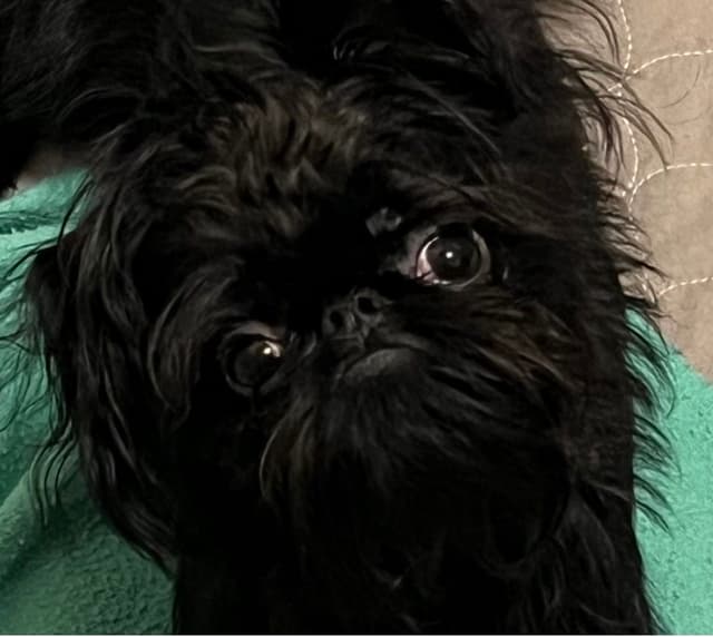 Brussels Griffon Puppy media 7
