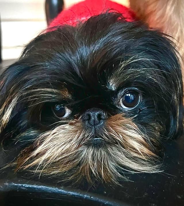 Brussels Griffon Puppy media 8