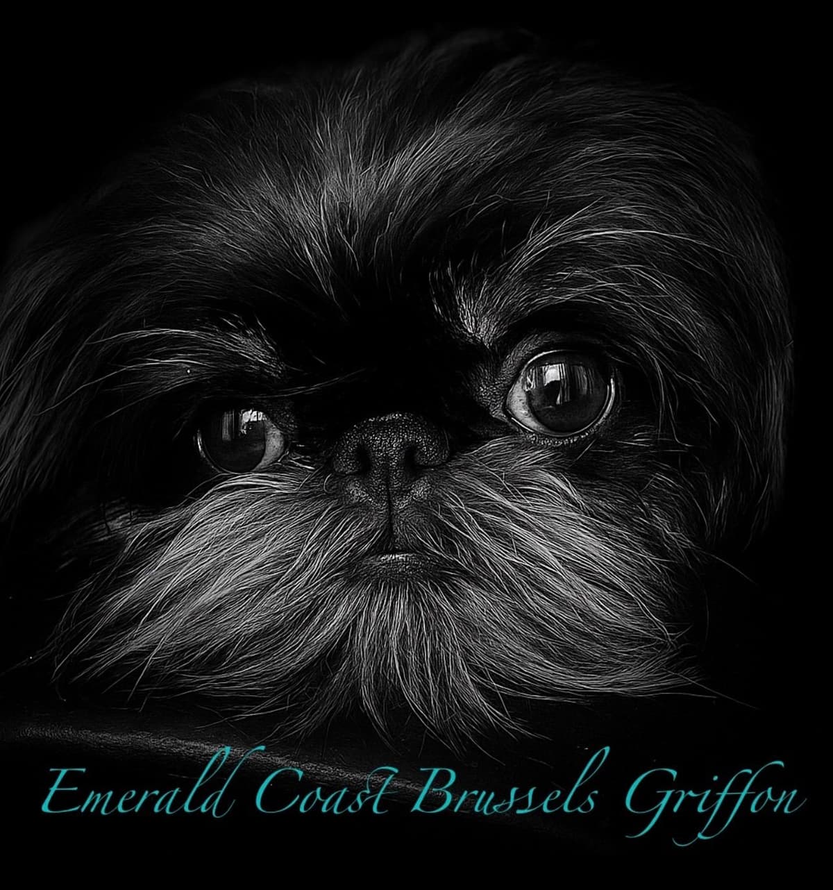 Brussels Griffon Puppy breeder image 1