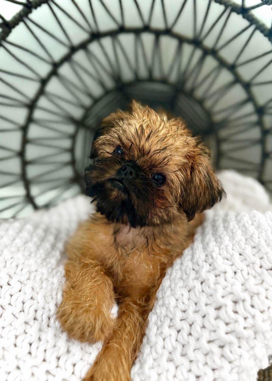 Brussels Griffon Puppy breeder image 3