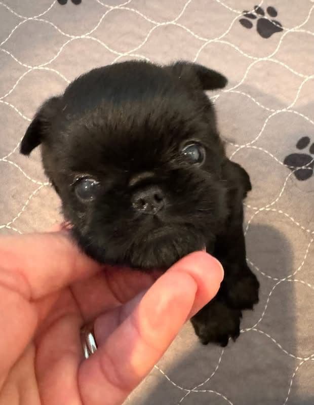 Brussels Griffon Puppy breeder image 9