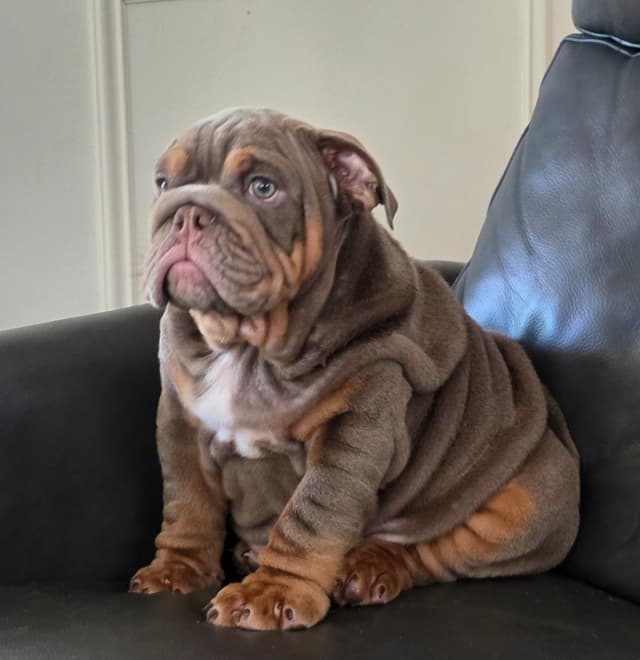 Bulldog Puppies media 12