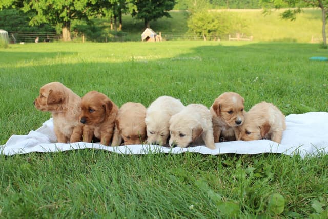 Golden Retriever Puppies media 2