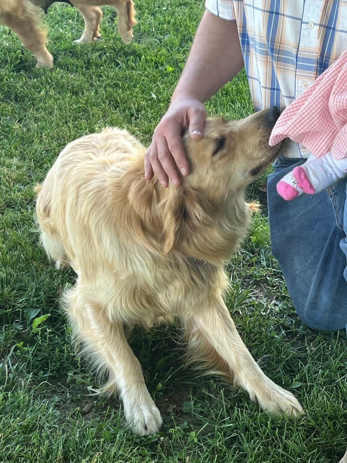 Golden Retriever Puppies breeder image 1