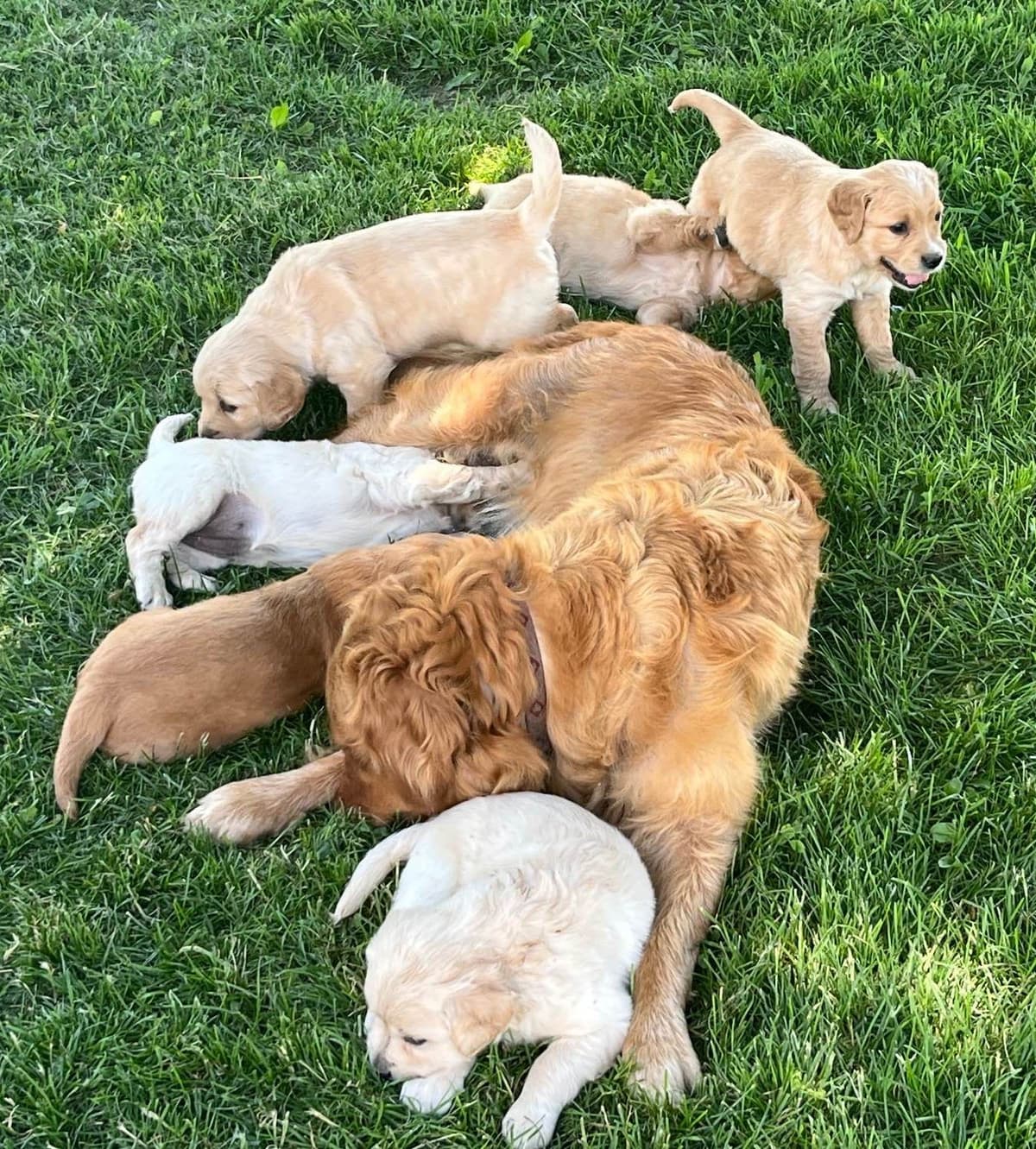 Golden Retriever Puppies breeder image 3