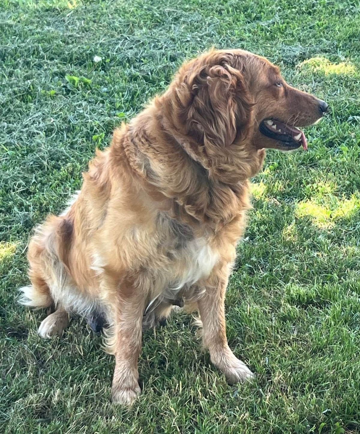 Golden Retriever Puppies breeder image 5