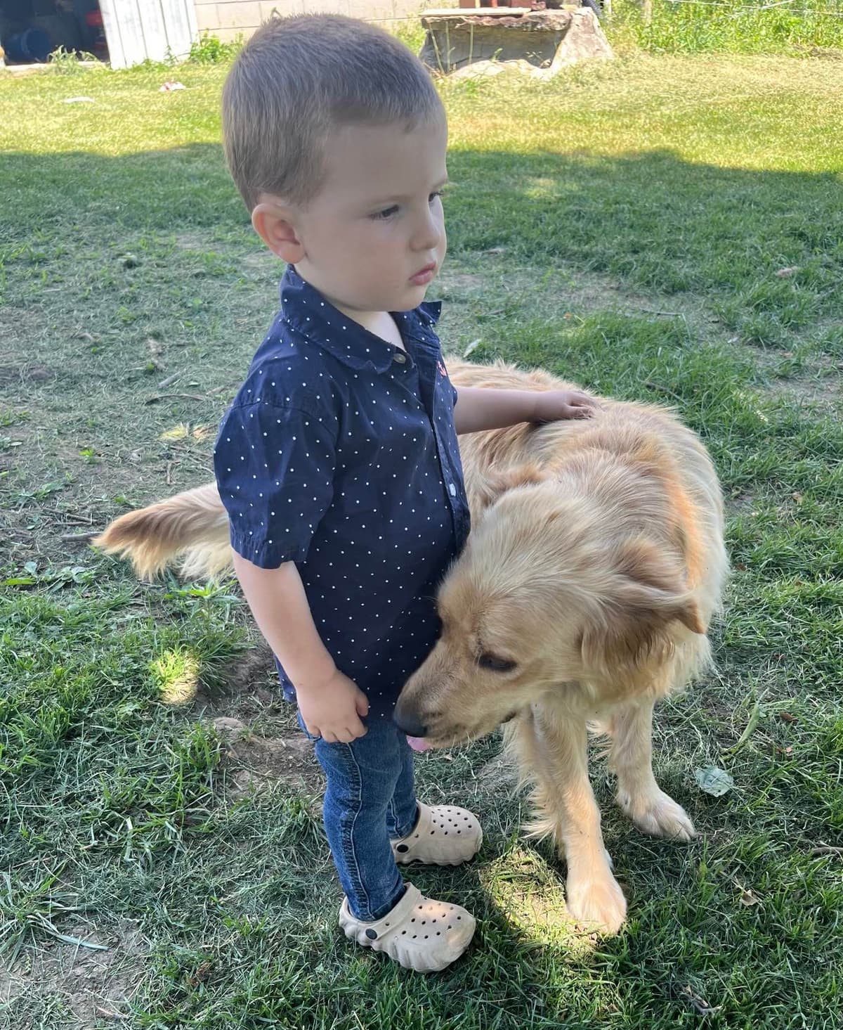 Golden Retriever Puppies breeder image 4