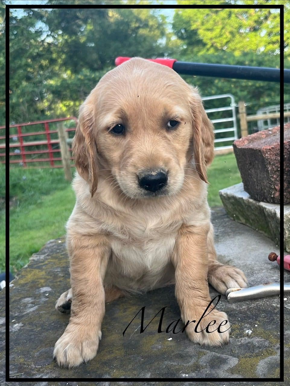 Golden Retriever Puppies breeder image 7