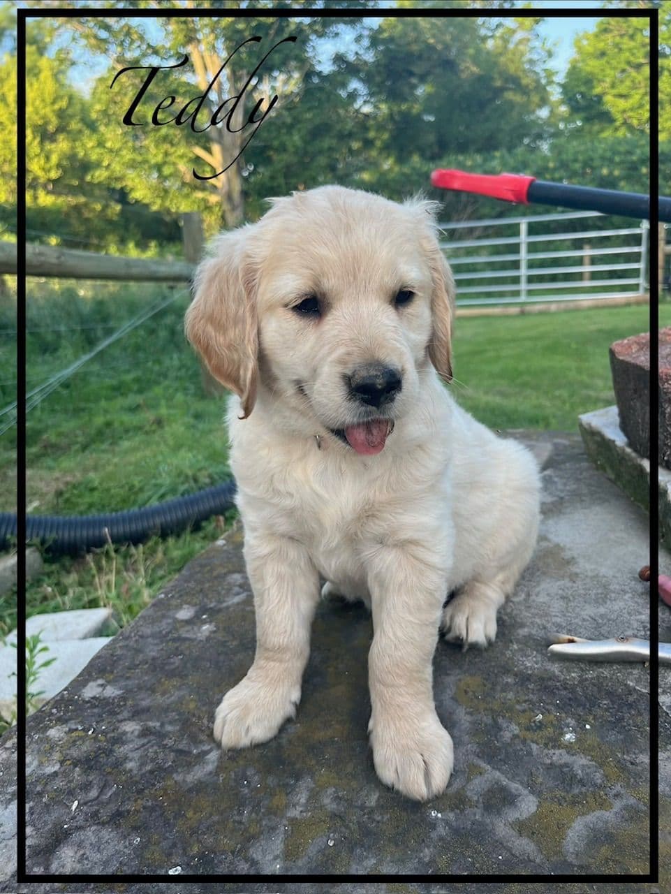 Golden Retriever Puppies breeder image 8