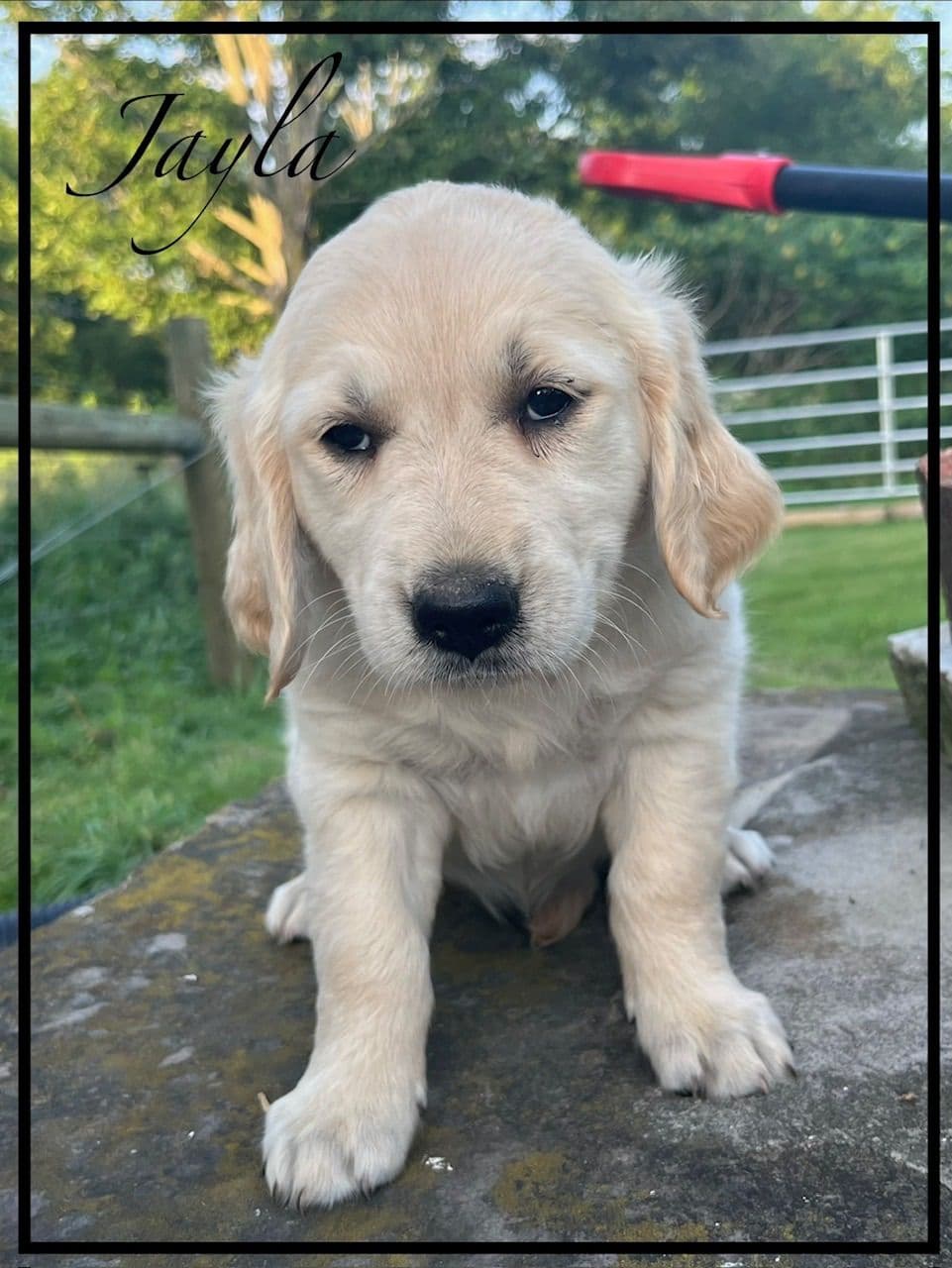 Golden Retriever Puppies breeder image 9