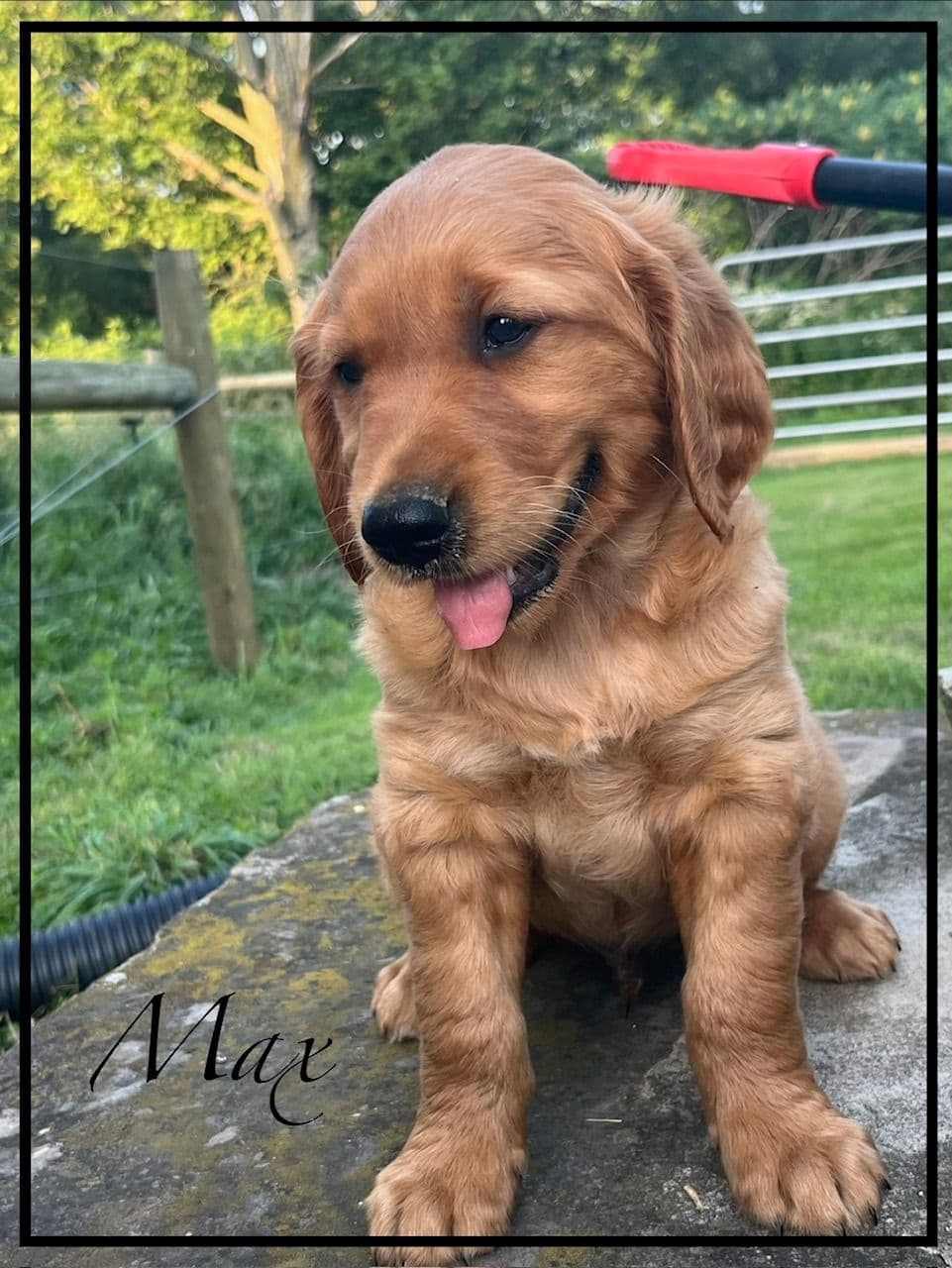 Golden Retriever Puppies breeder image 10
