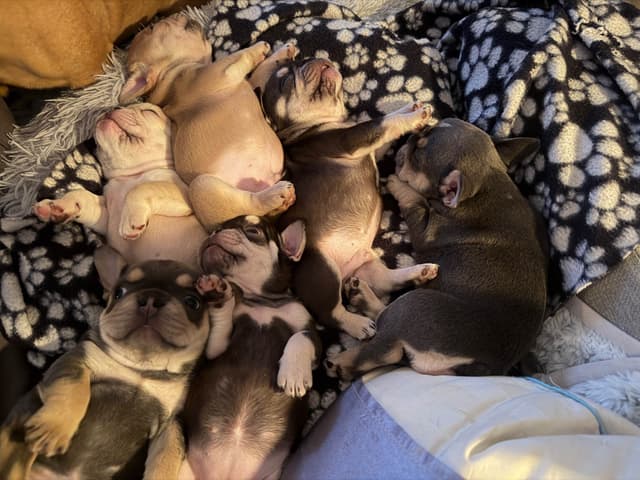 French Bulldog Puppies media 7