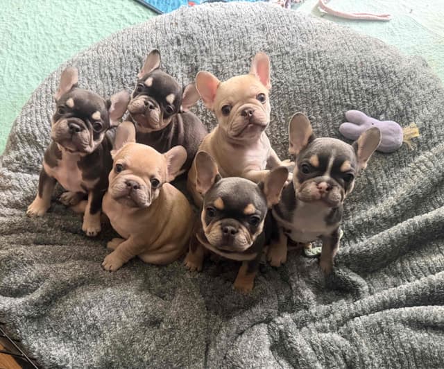 French Bulldog Puppies media 6