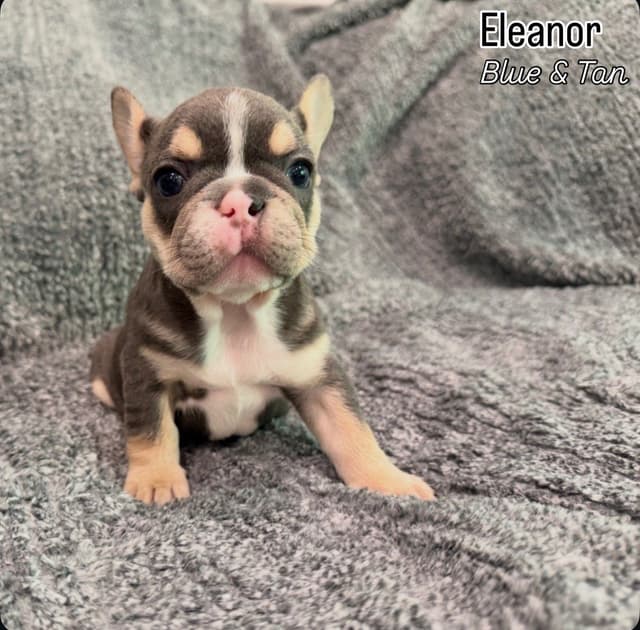 French Bulldog Puppies media 2