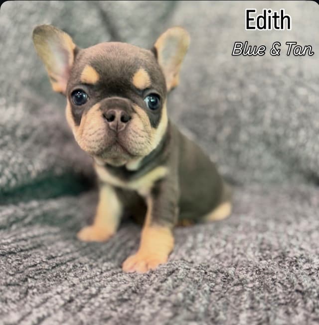 French Bulldog Puppies media 3