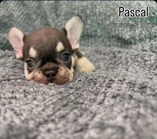 French Bulldog Puppies media 5