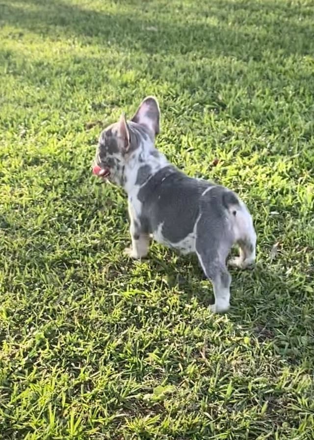 French Bulldog Puppies media 2