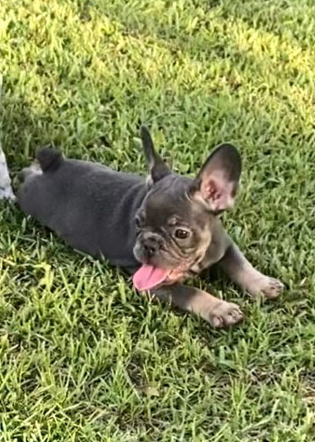 French Bulldog Puppies media 3