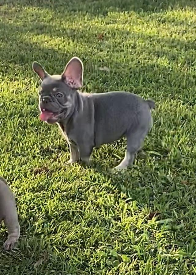 French Bulldog Puppies media 4