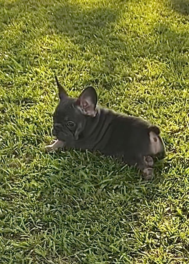 French Bulldog Puppies media 5