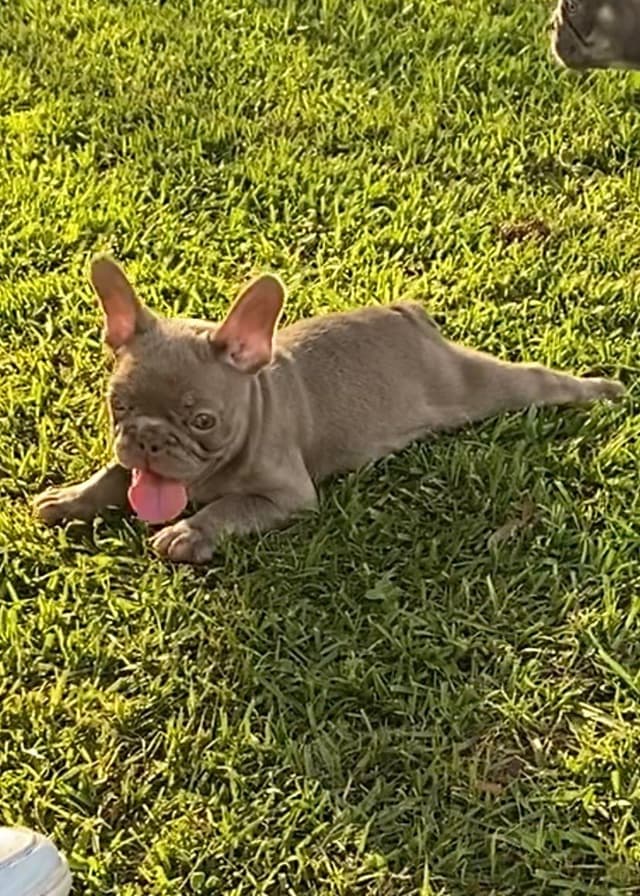 French Bulldog Puppies media 6