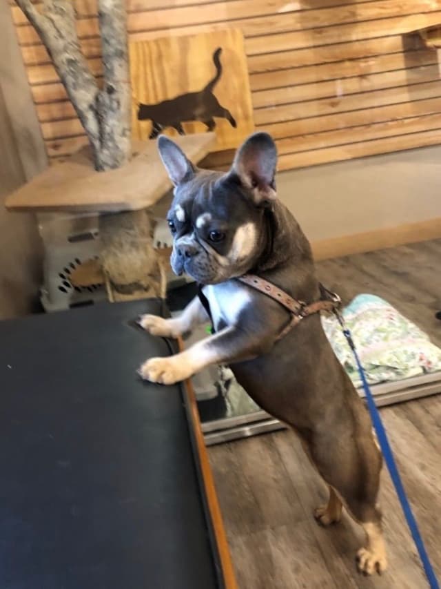 French Bulldog Puppies media 7
