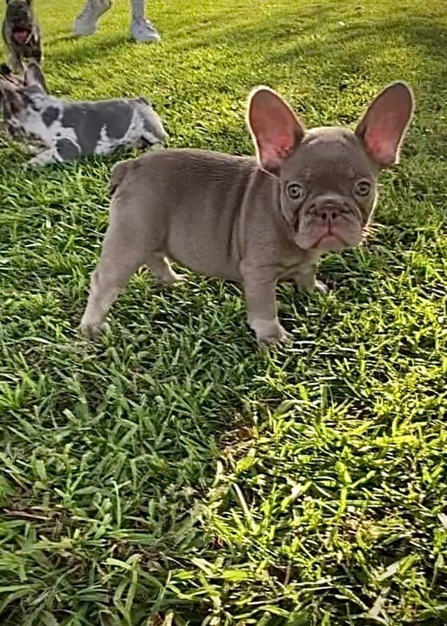 French Bulldog Puppies media 8