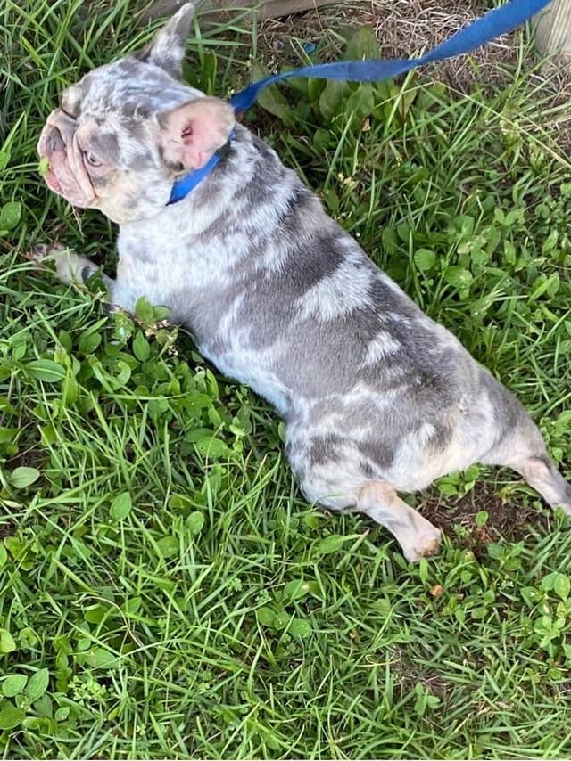 French Bulldog Puppies media 9