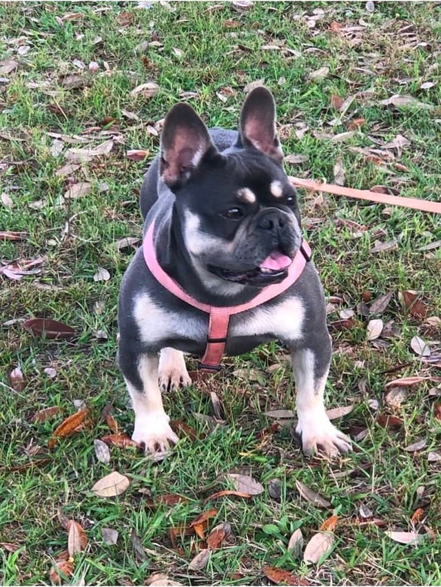 French Bulldog Puppies media 10
