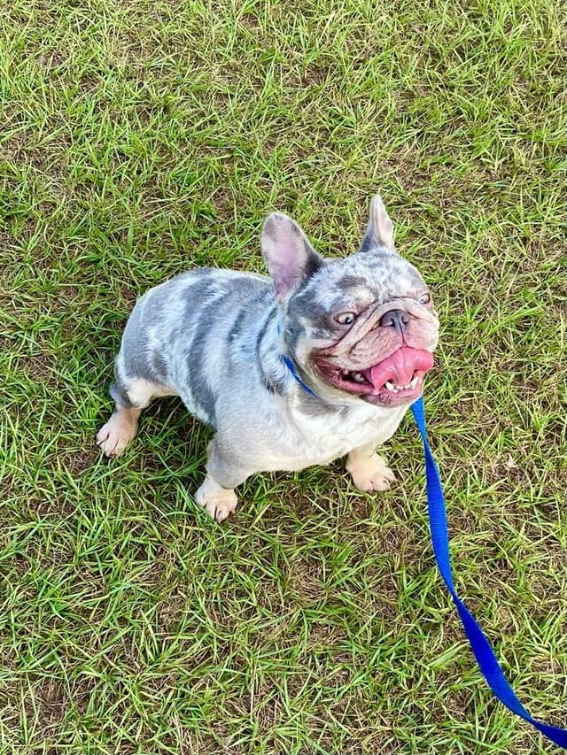 French Bulldog Puppies media 11