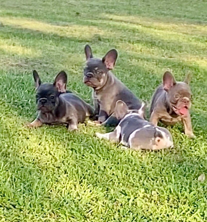 French Bulldog Puppies breeder image 1