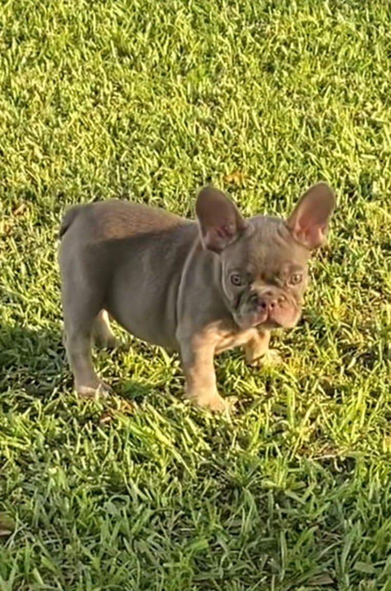 French Bulldog Puppies breeder image 2