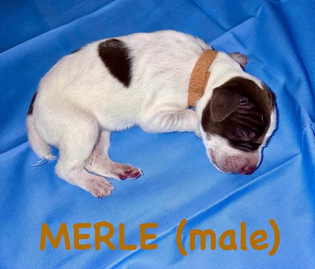 German Shorthaired Pointer Puppies media 2