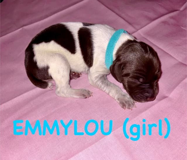 German Shorthaired Pointer Puppies media 3