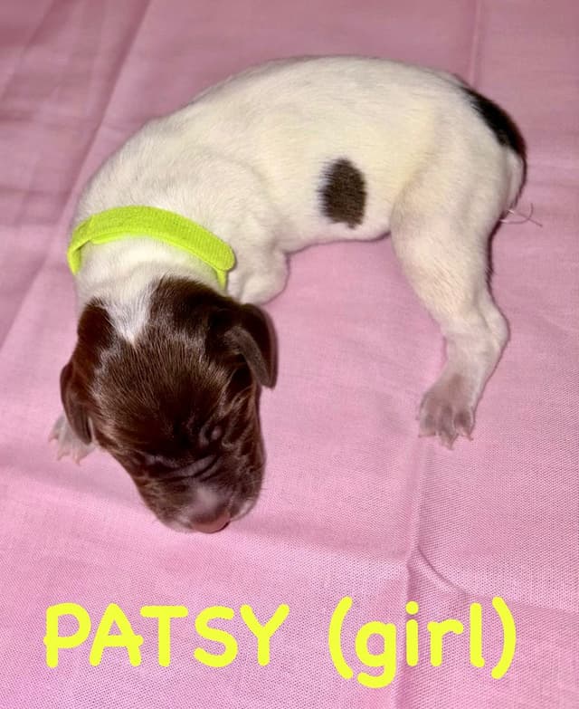 German Shorthaired Pointer Puppies media 4