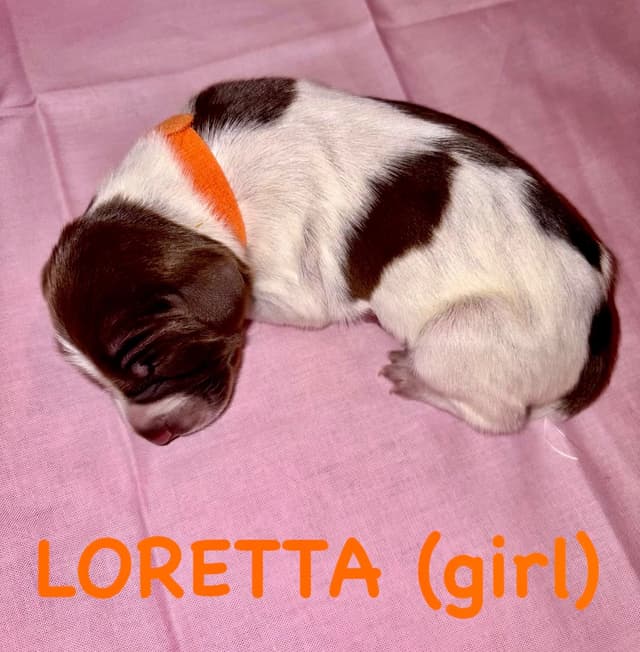 German Shorthaired Pointer Puppies media 5