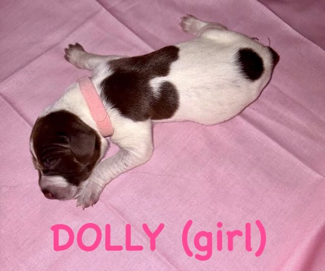 German Shorthaired Pointer Puppies media 6
