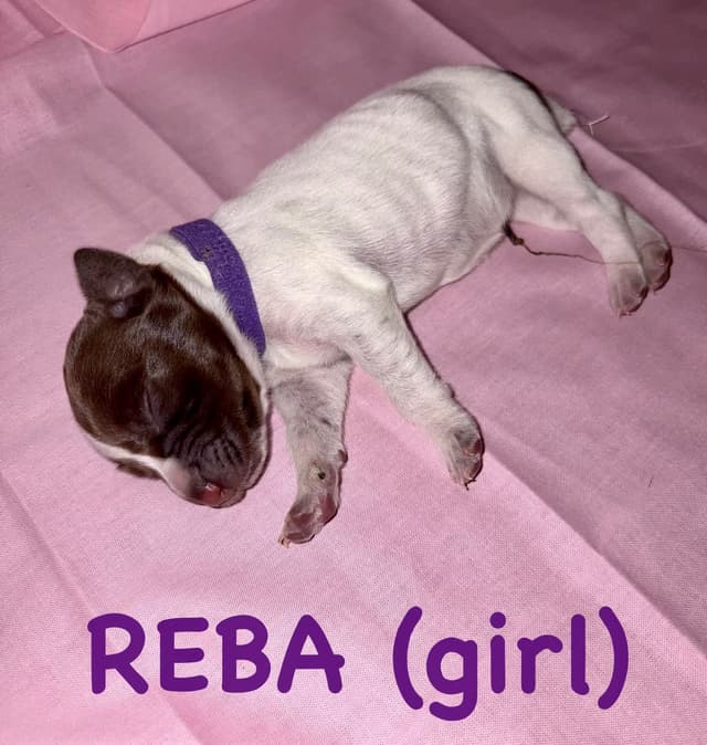German Shorthaired Pointer Puppies media 7