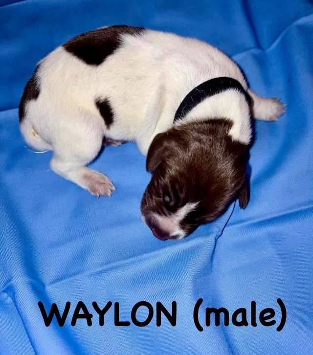 German Shorthaired Pointer Puppies media 8
