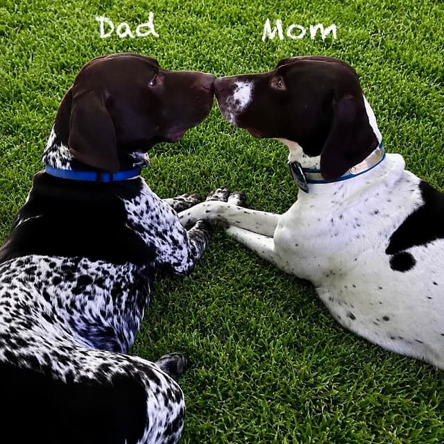 German Shorthaired Pointer Puppies media 9