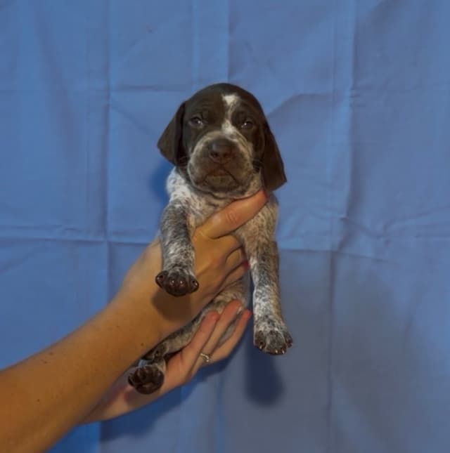 German Shorthaired Pointer Puppies media 10