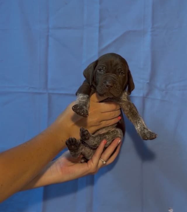 German Shorthaired Pointer Puppies media 11
