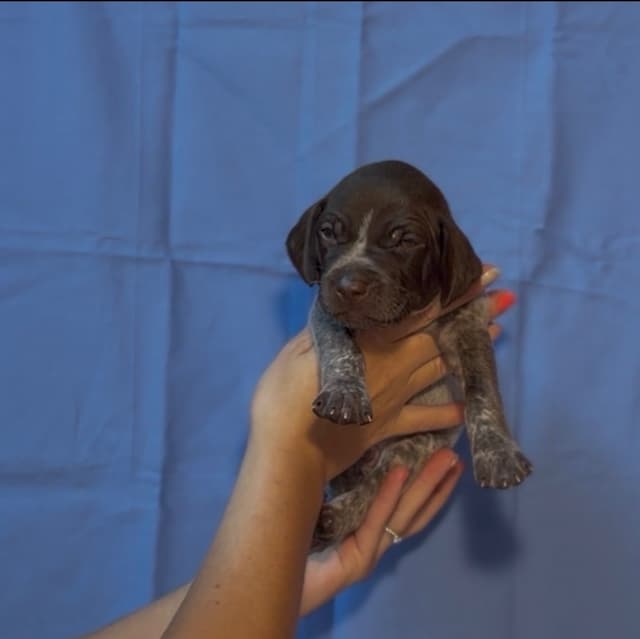 German Shorthaired Pointer Puppies media 12