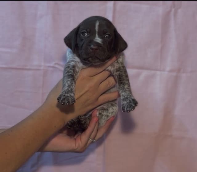 German Shorthaired Pointer Puppies media 14
