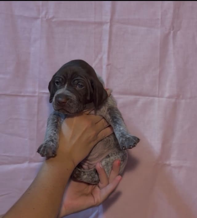 German Shorthaired Pointer Puppies media 16