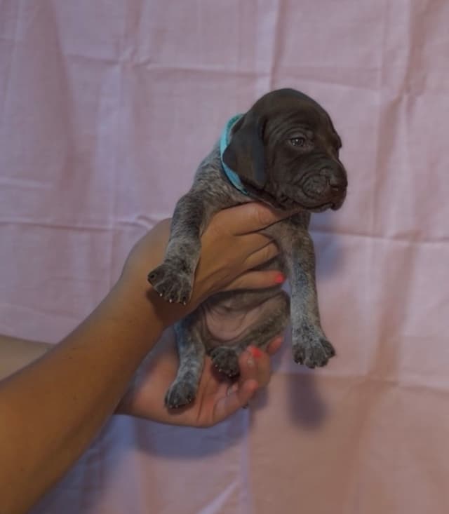 German Shorthaired Pointer Puppies media 17