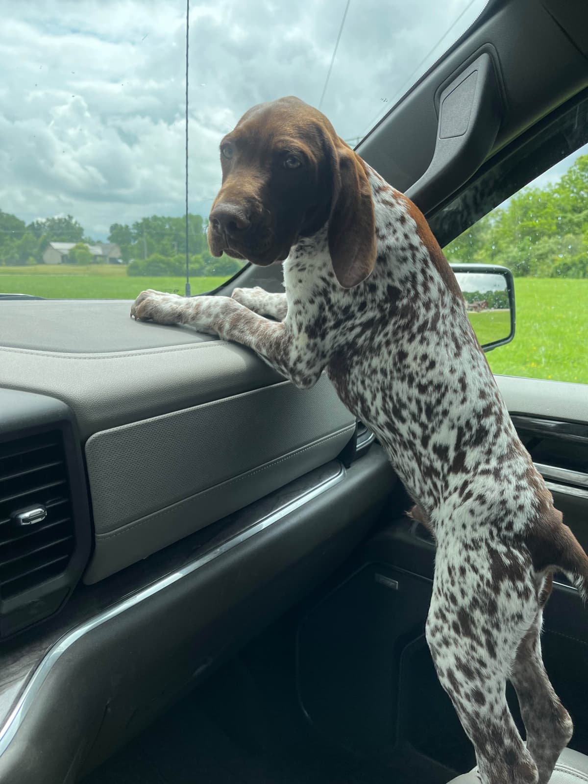 German Shorthaired Pointer Puppies breeder image 2
